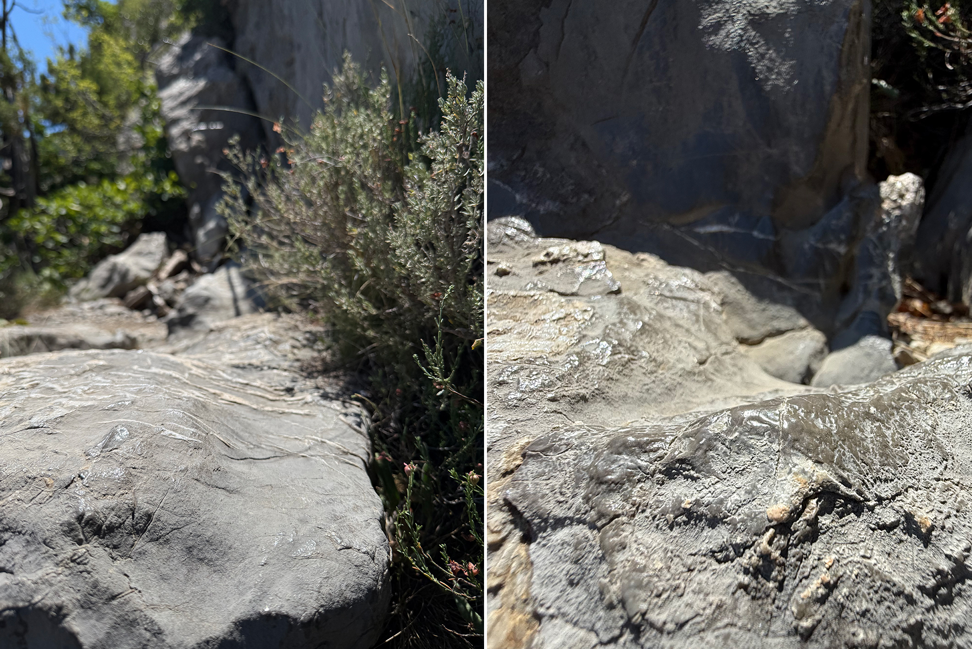 Close-up of a gray rock surface with cracks and small plants growing in the crevices, sunlit outdoors (two-panel image).