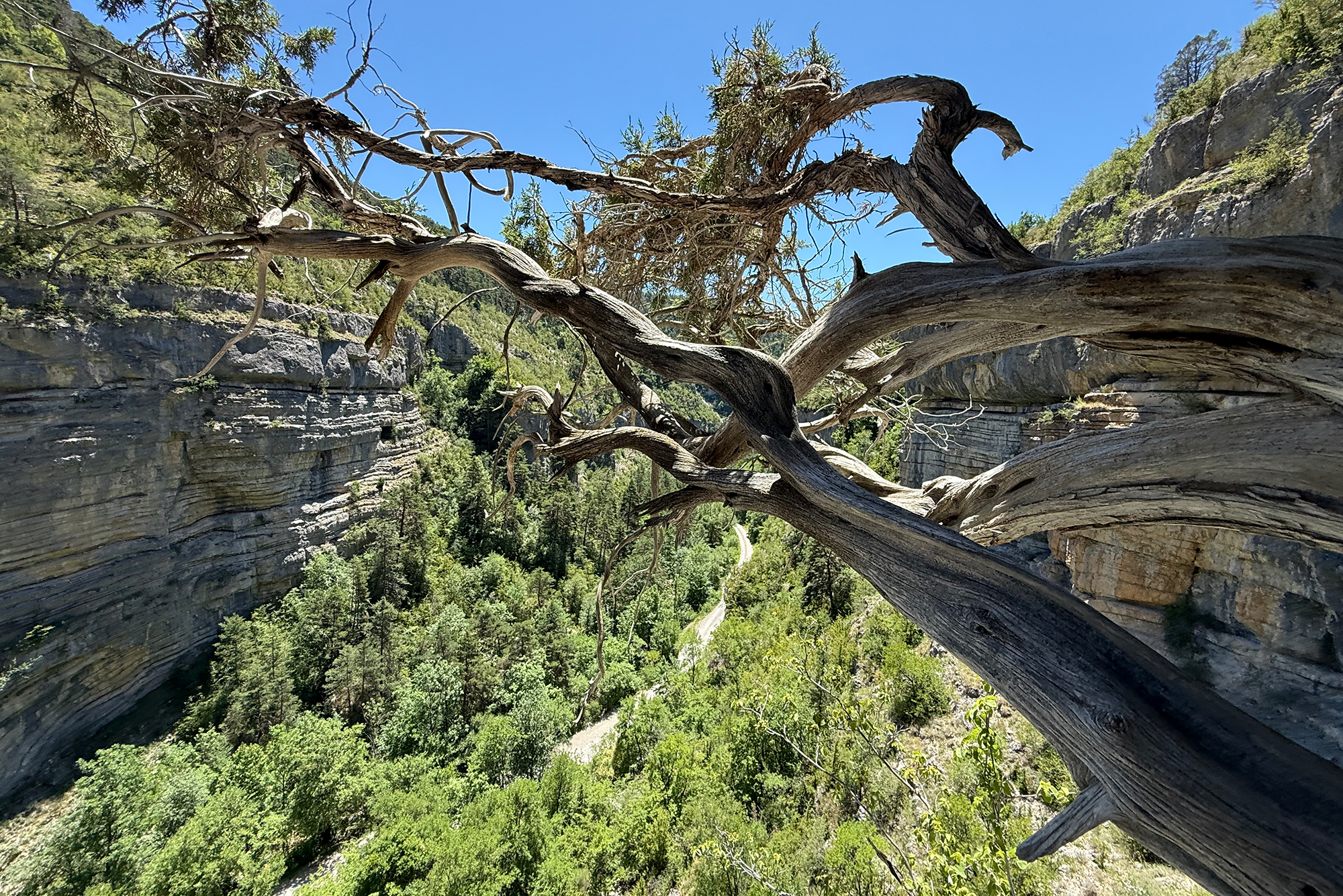 Arbre mort sur la Via Ferrata des Gorges d'Agnielles