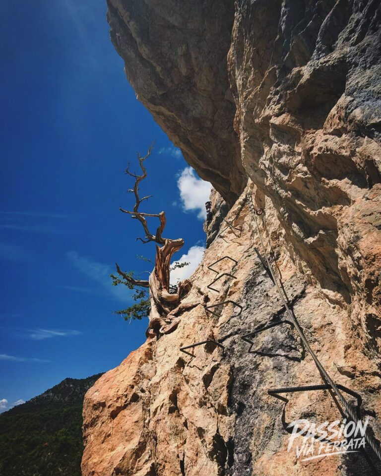 L'arbre de la via