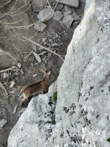 Photo de la sortie à Via Ferrata Curalla