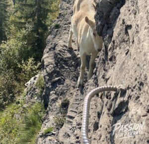 Photo de la sortie à Via Ferrata Curalla